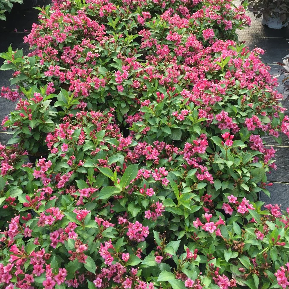 Weigela Snippet Dark Pink - Weigela florida 'Snippet Dark Pink'