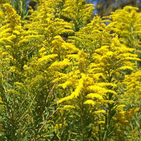 Verge d'or Golden Baby - Solidago canadensis 'Golden Baby'