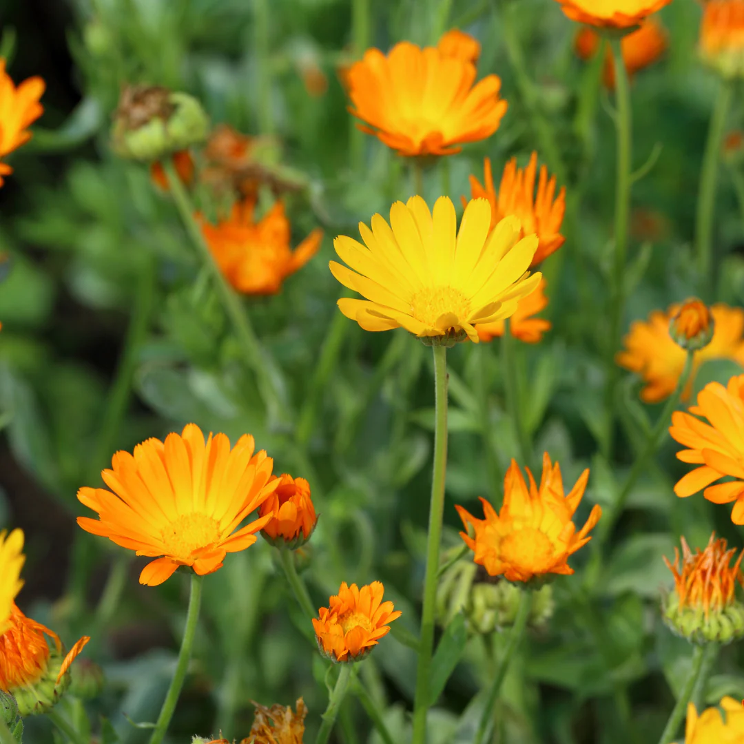 Souci des jardins - Calendula (plant BIO)