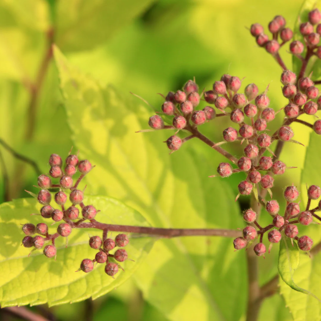 Spirée Goldmound - Spiraea japonica 'Goldmound'