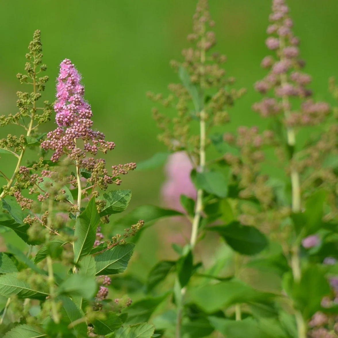 Spirée tomenteuse - Spiraea tomentosa