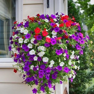 Surfinia - Pétunia – Image 2