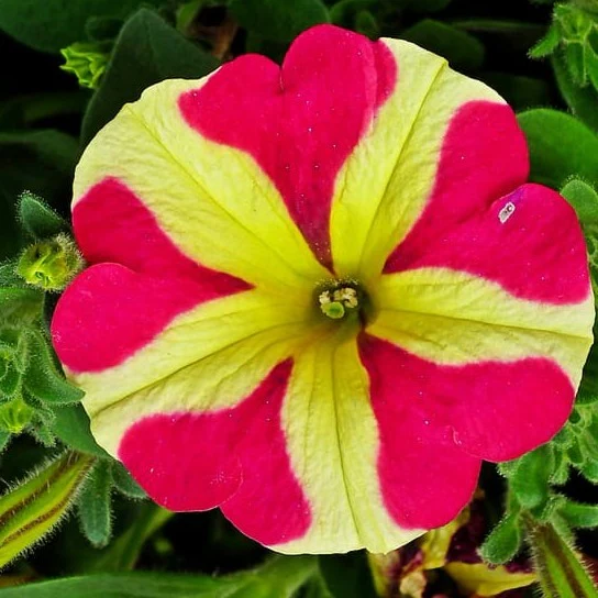 Surfinia - Pétunia – Image 6