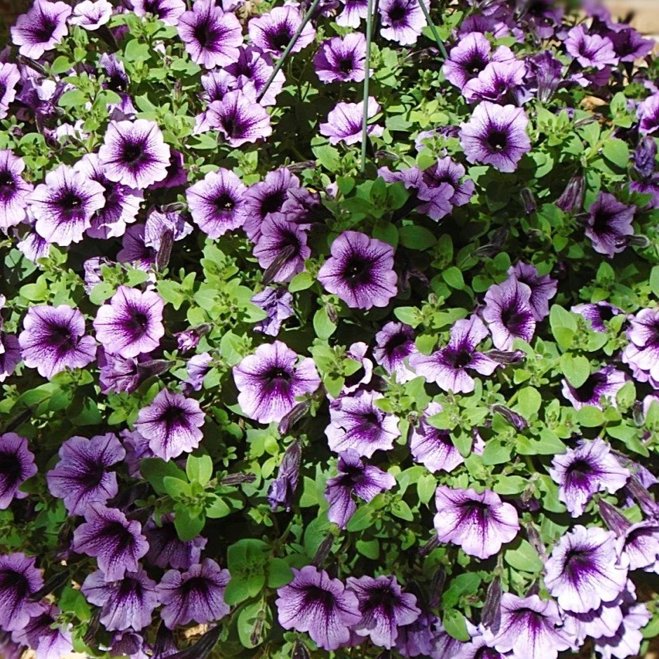 Surfinia - Pétunia – Image 4