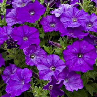 Surfinia - Pétunia – Image 7