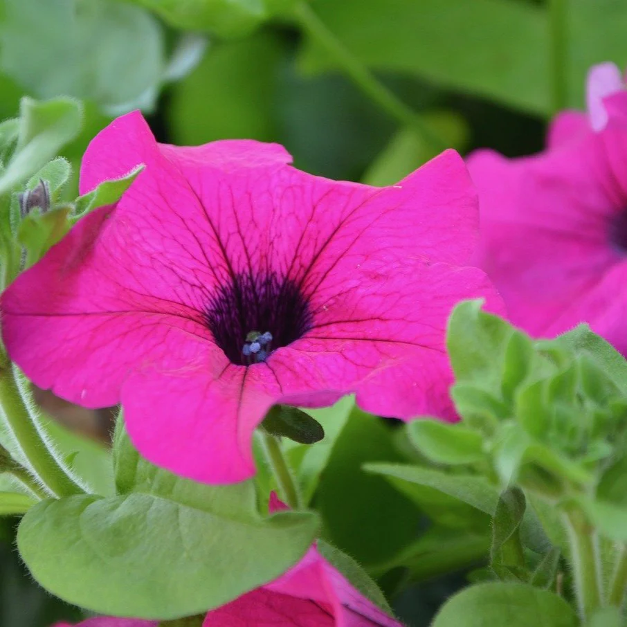 Surfinia - Pétunia – Image 5