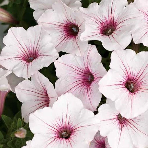 Surfinia - Pétunia – Image 8