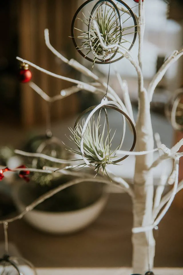 Suspension en inox 3'' pour Tillandsia – Image 2