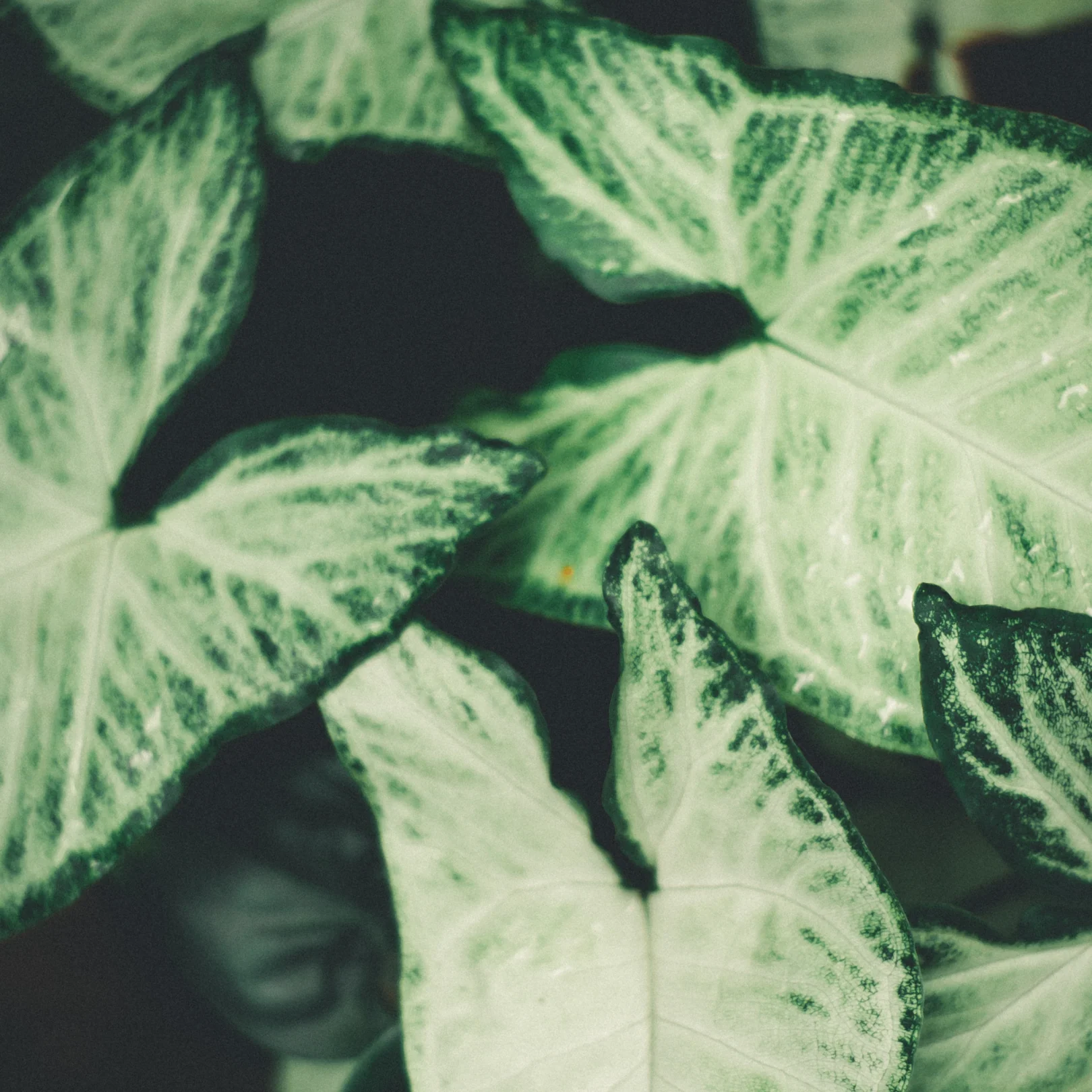 Bébés plantes au profit de la néonatalogie (mars seulement) – Image 6