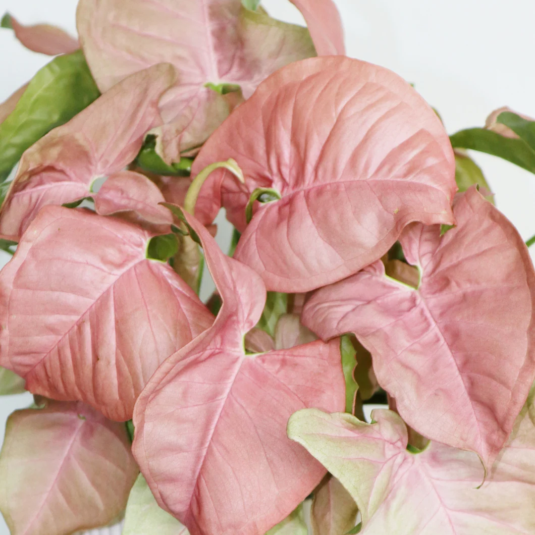 Syngonium Rose - Syngonium robusta 'Neon'