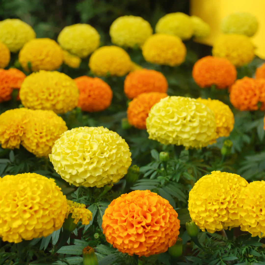 Oeillet d'inde Crakerjack mix - Tagetes Crakerjack mix