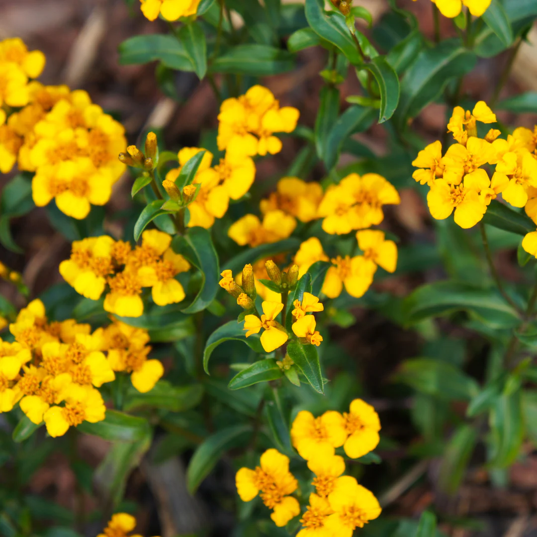 Estragon mexicain - Tagetes lucida (plant BIO)