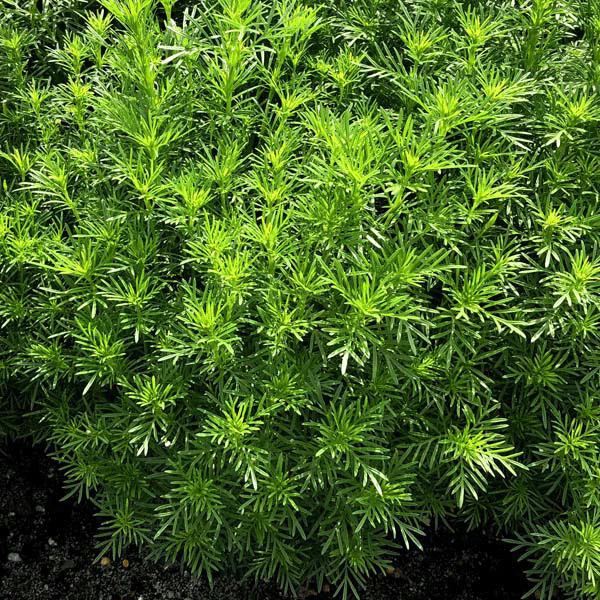 Oeillet réglisse - Tagètes Dropshot (plant BIO)