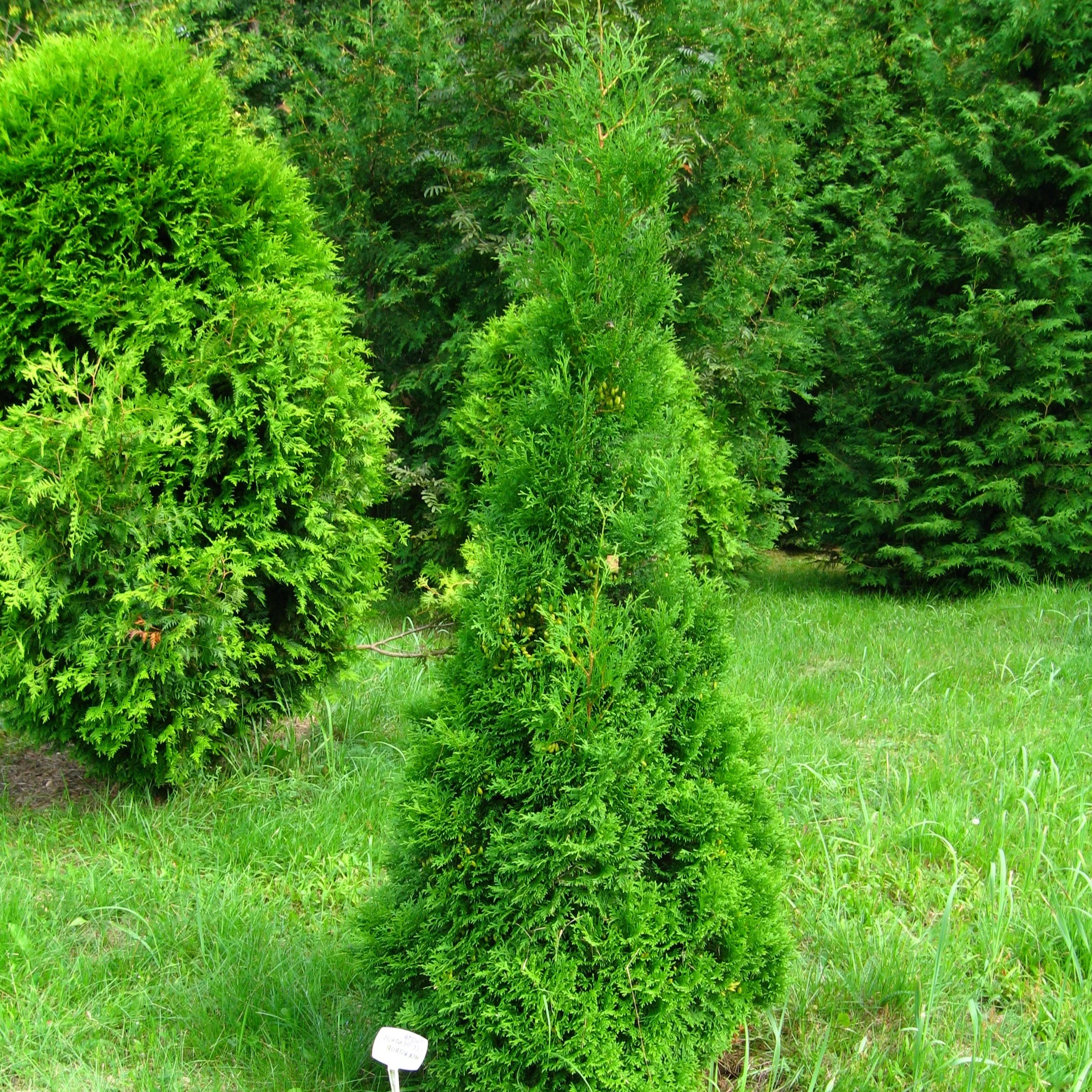 Cèdre Holmstrup - Thuya occidentalis 'Holmstrup'