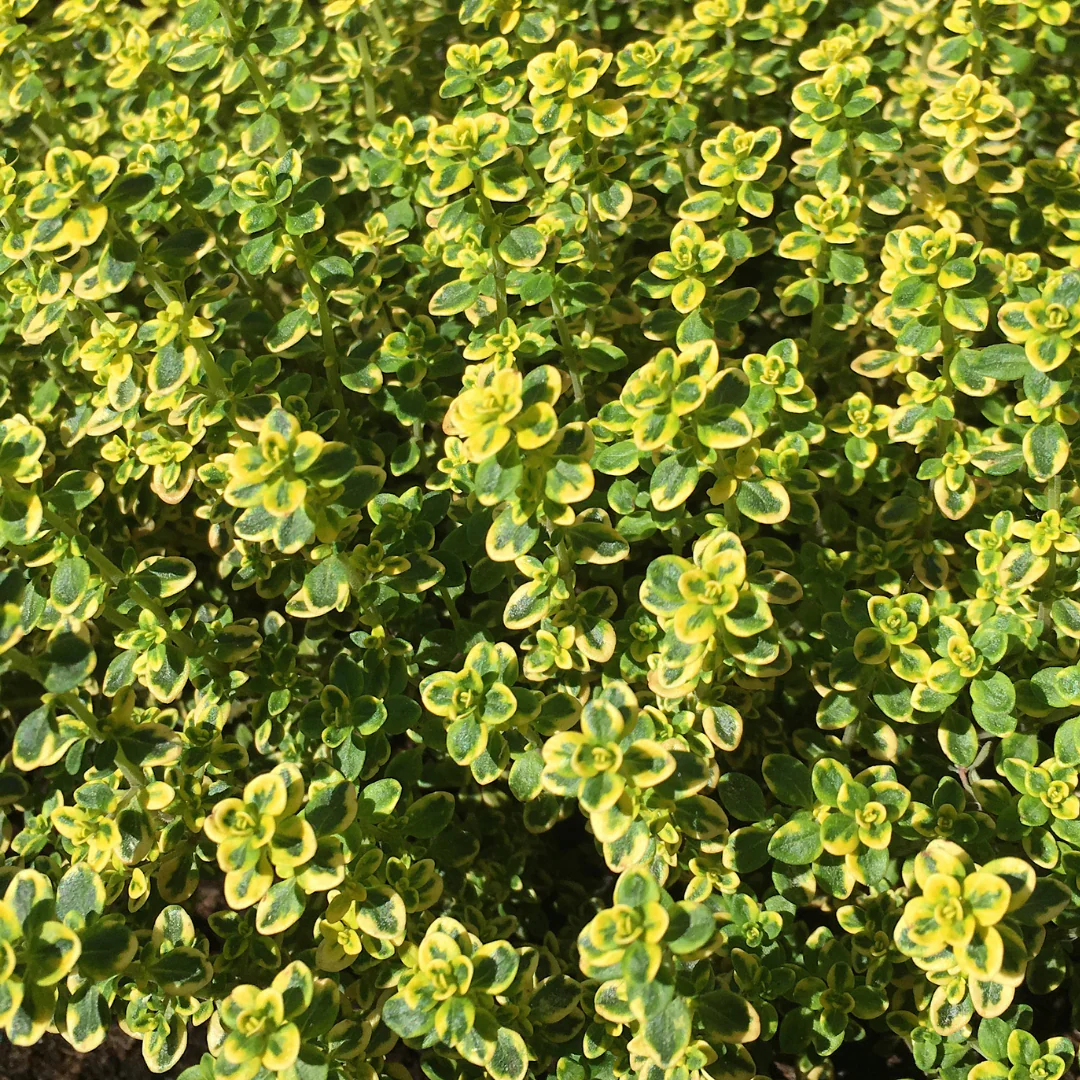 Thym citron aureus (plant NON-BIO)