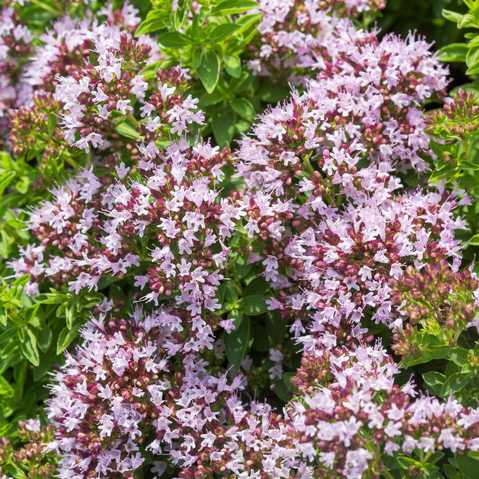 Thym serpolet Magic Carpet - Thymus serpyllum 'Magic Carpet'