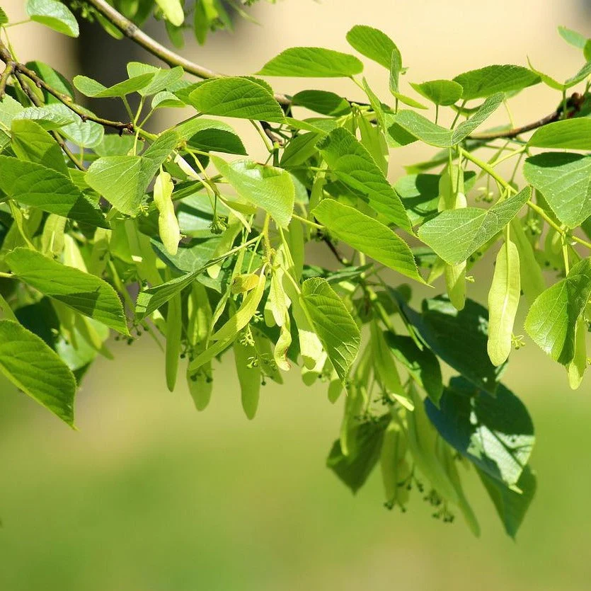 Tilleul d'Amérique - Tilia americana