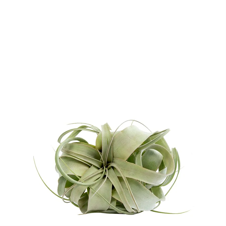 Tillandsia - Tillandsia xerographica