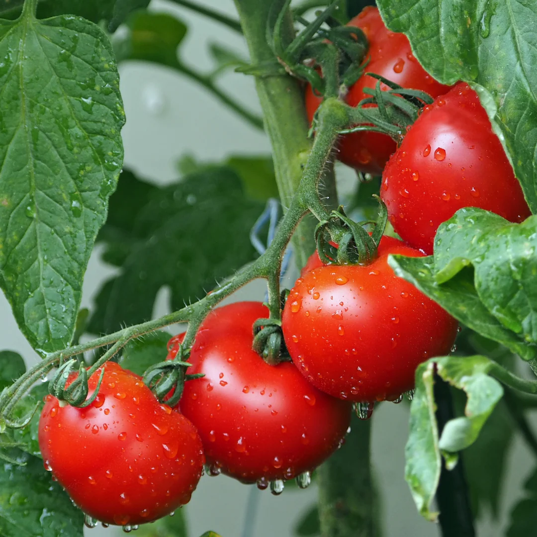 Tomate standard rouge 'Québec 13' (plant BIO)