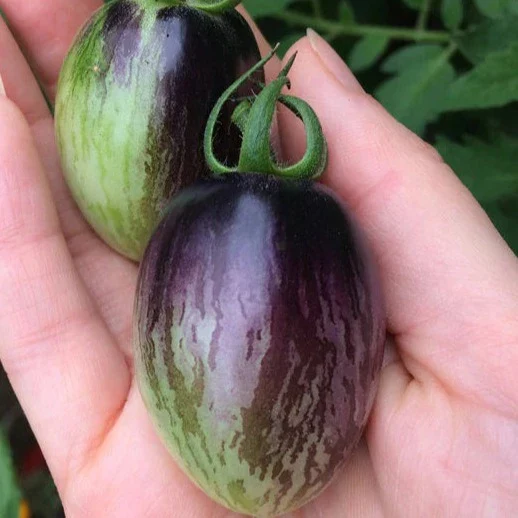 Tomate cerise 'Brad's Atomic' (plant BIO)