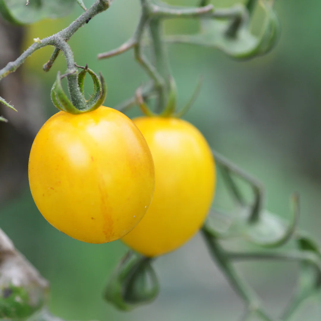 Tomate cerise 'Golden Pearl' jaune (plant BIO)