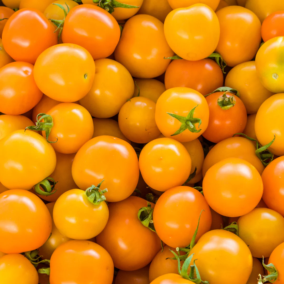 Tomate cerise orange patio 'Orange Hat' (plant BIO)