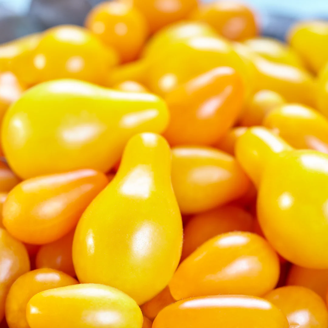 Tomate cerise 'Poire jaune' (plant BIO)