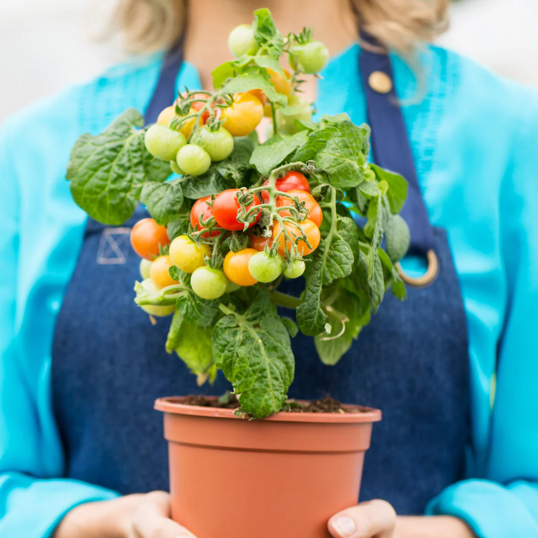Tomate cerise rouge patio 'Sweet and eat' (plant BIO)