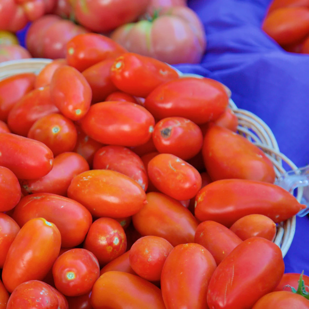 Tomate italienne roma 'Amish' (plant BIO)