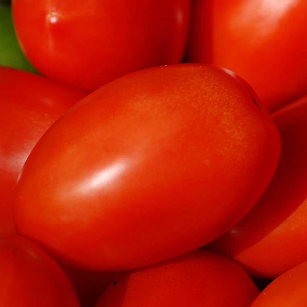Tomate italienne roma 'Plum Regal' (plant BIO)