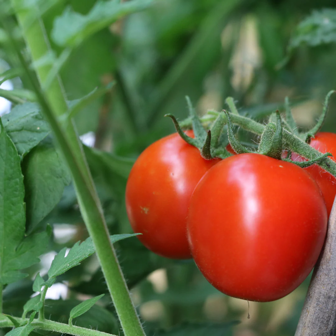 Tomate standard rouge 'Moskvich' (plant BIO)