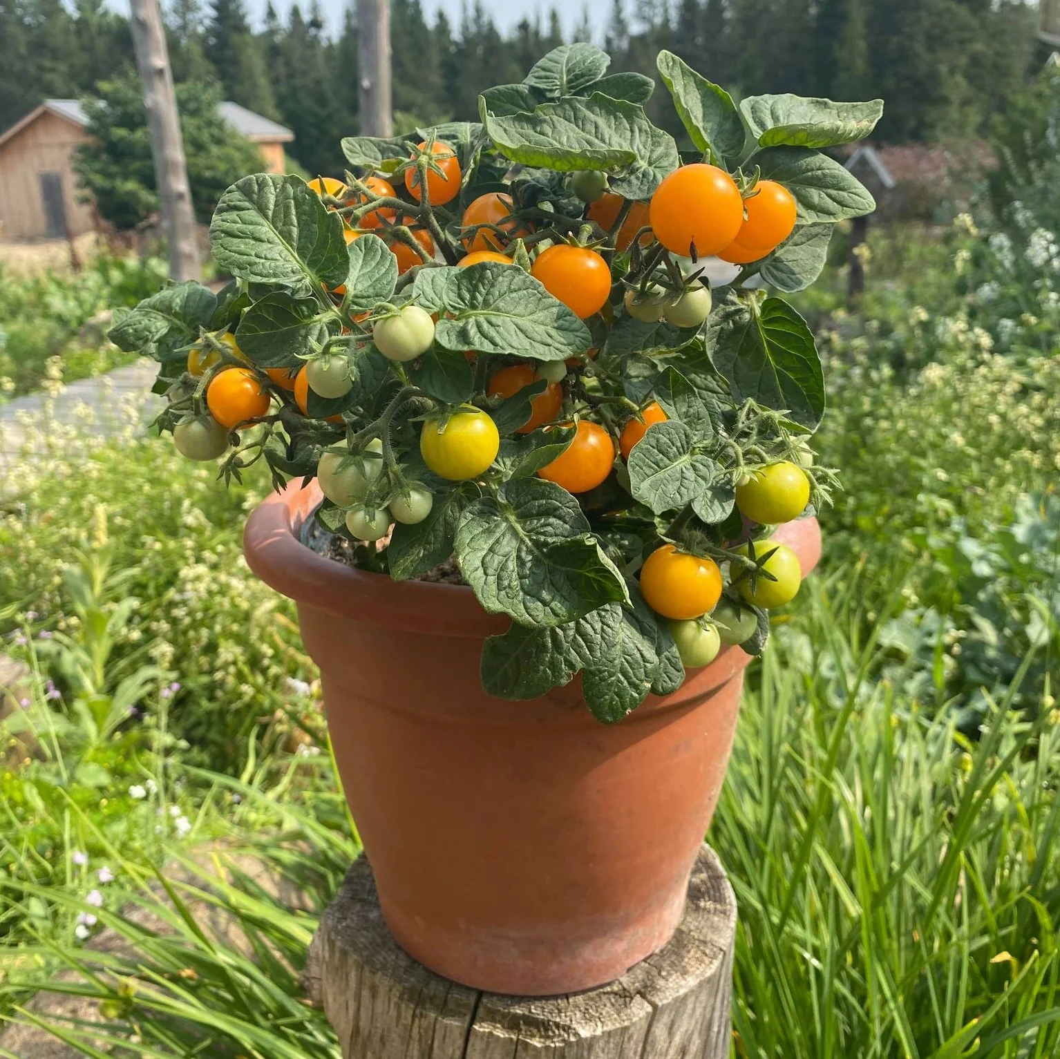 Tomate cerise Orange Hat Bio (semences)