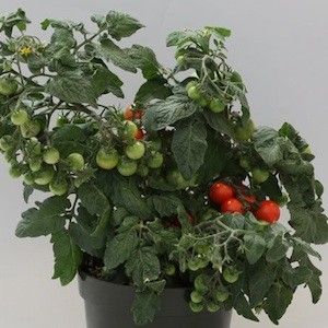 Tomate cerise rouge patio 'Sweet and eat' (plant BIO) – Image 2