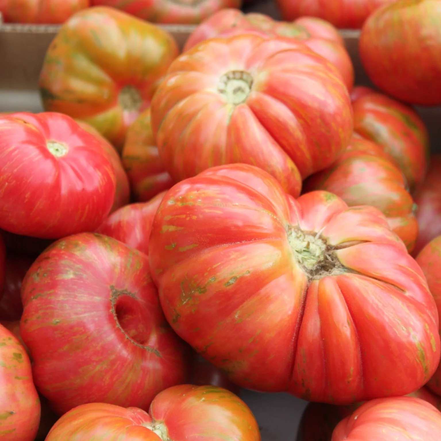 Tomate standard rouge Beefsteak 'Adelin Morin' (plant BIO)