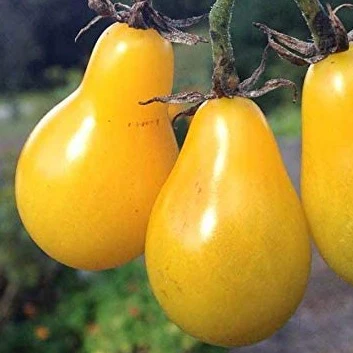 Tomate cerise 'Poire jaune' (plant BIO) – Image 2