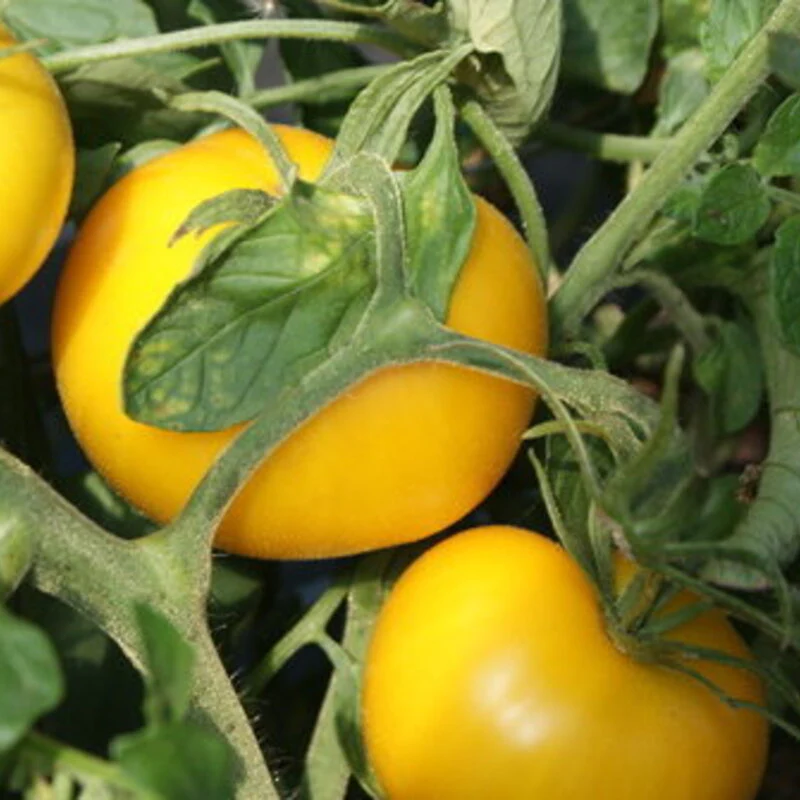 Tomate standard jaune 'Taxi' (plant BIO)