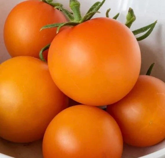 Tomate cocktail Jaune Flammé orange (plant BIO)