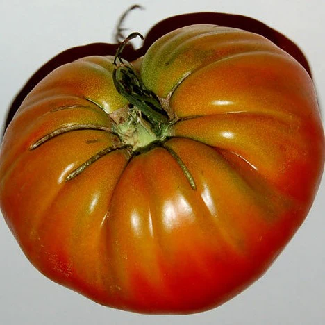 Tomate standard rouge Beefsteak 'Mémé de Beauce' (plant BIO)