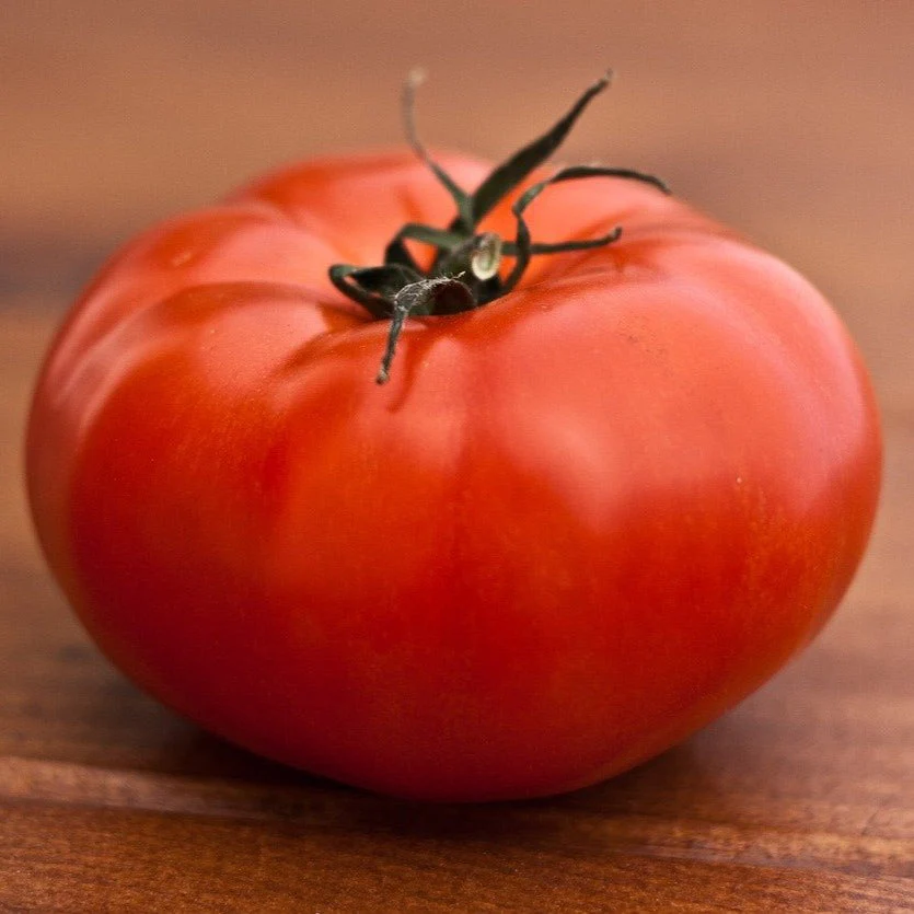Tomate standard rouge 'Québec 13' (plant BIO) – Image 2