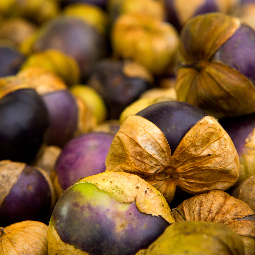 Tomatillo pourpre (plant BIO)