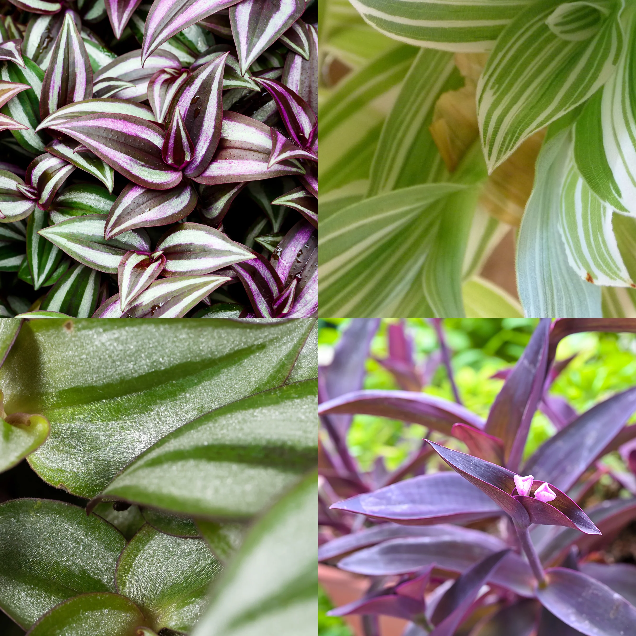 Tradescantia Asst - Tradescantia Asst