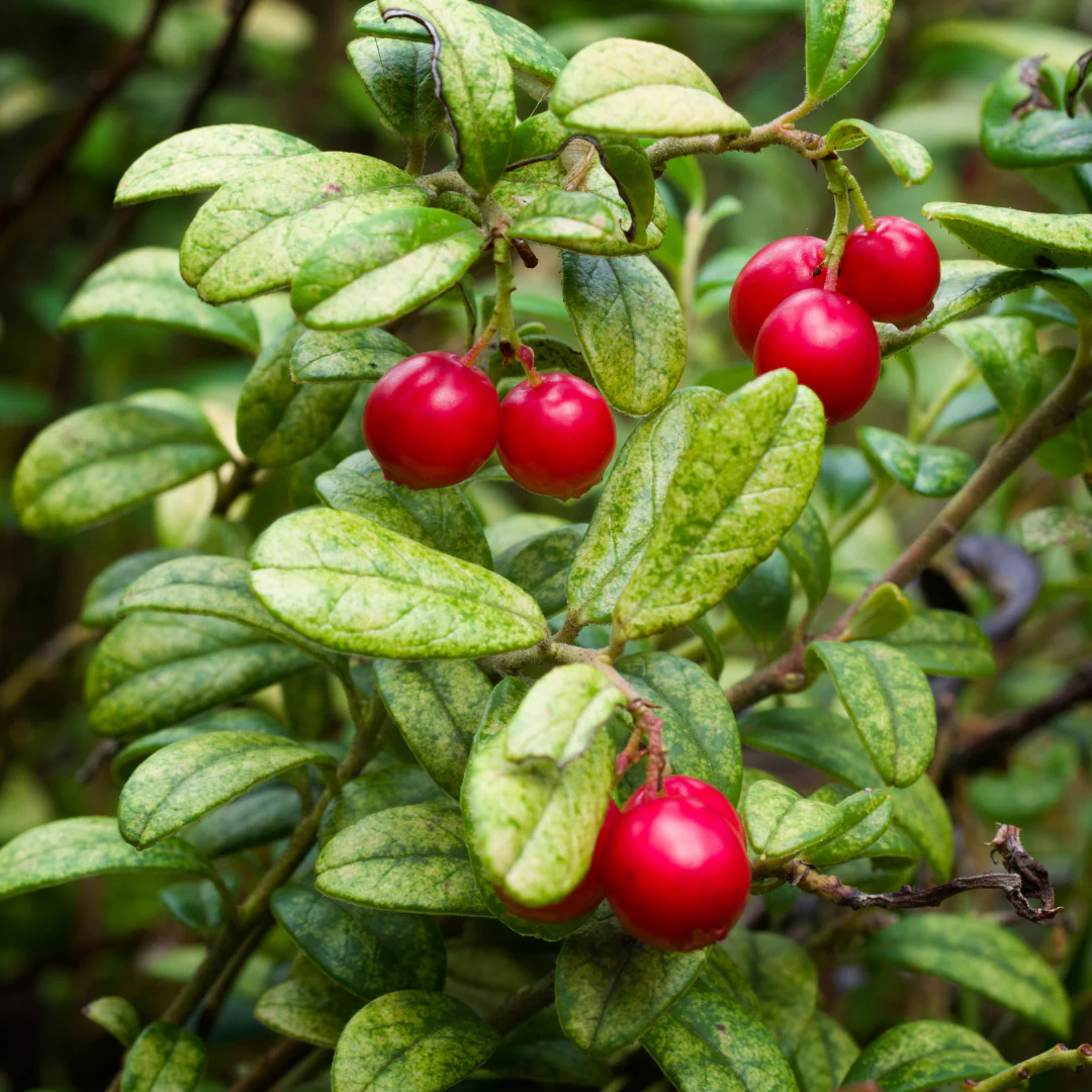 Airelle rouge Red Candy - Vaccinium vitis-idaea 'Red Candy'