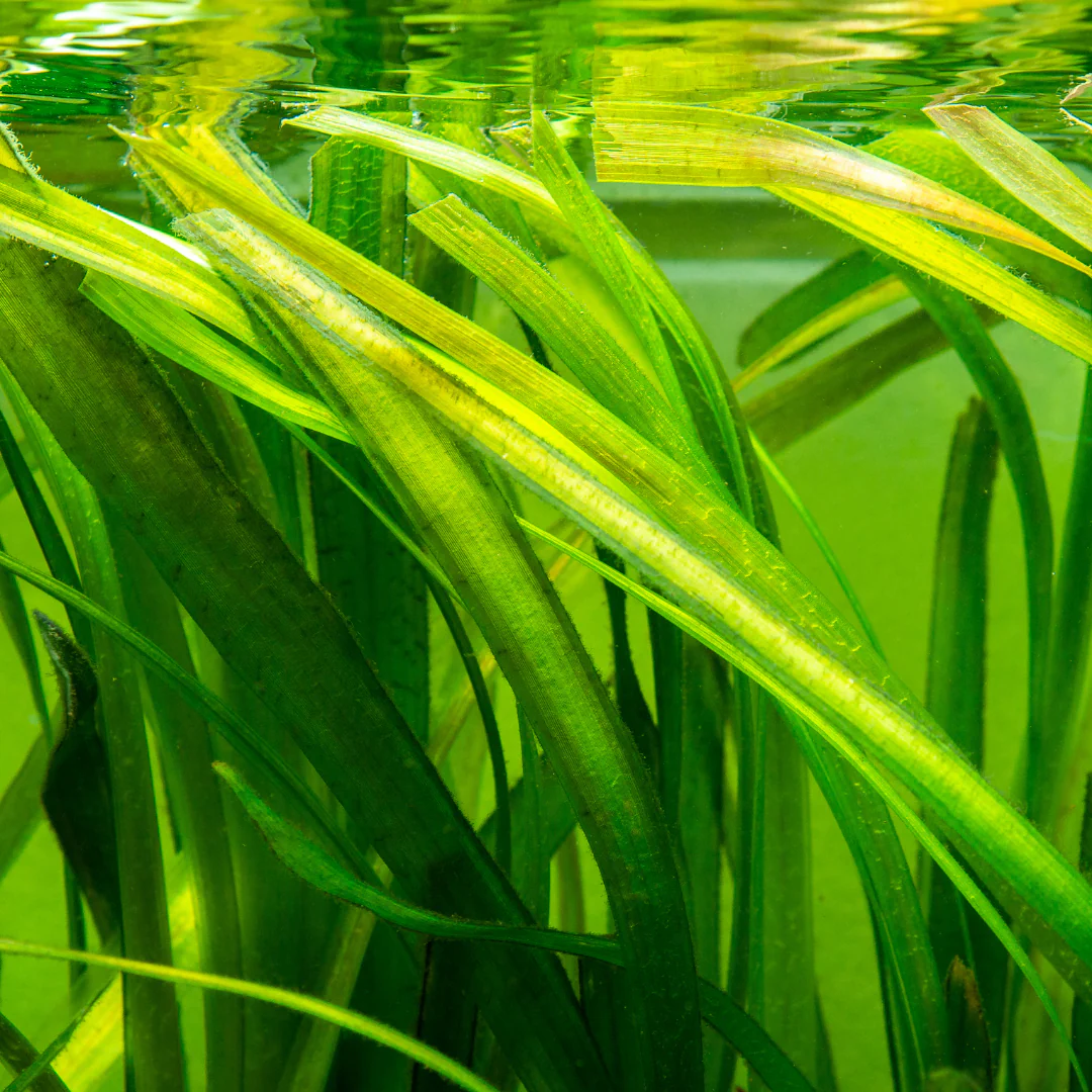 Vallisnerie naine - Vallisneria gigantea