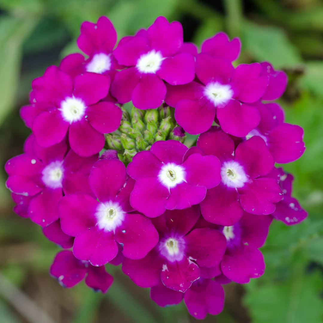 Verveine cascade - Verbena 'Obsession' – Image 2