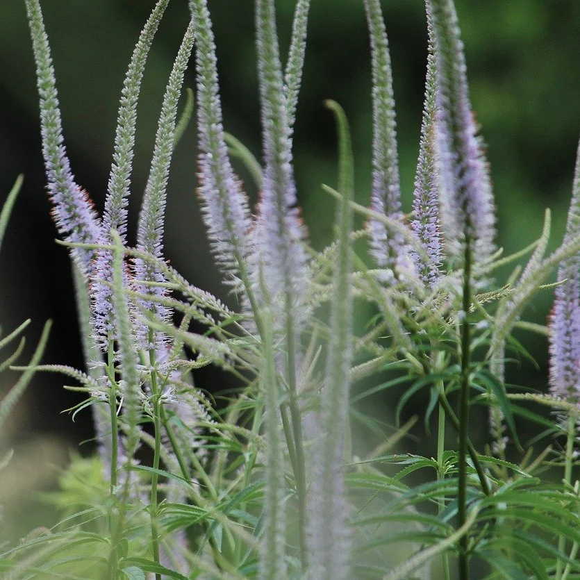 Véronicastrum Fascination - Veronicastrum virginicum 'Fascination'