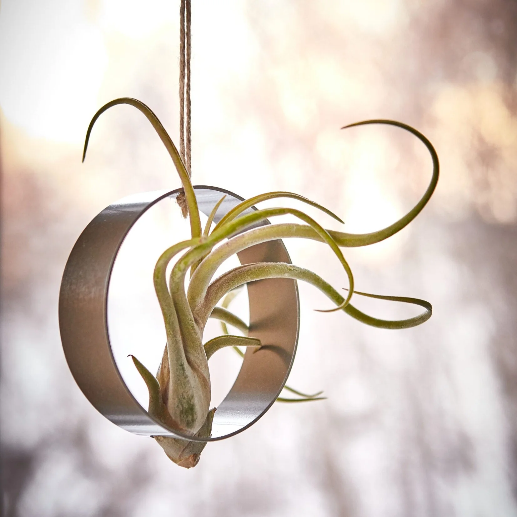 Suspension en inox 4'' pour Tillandsia