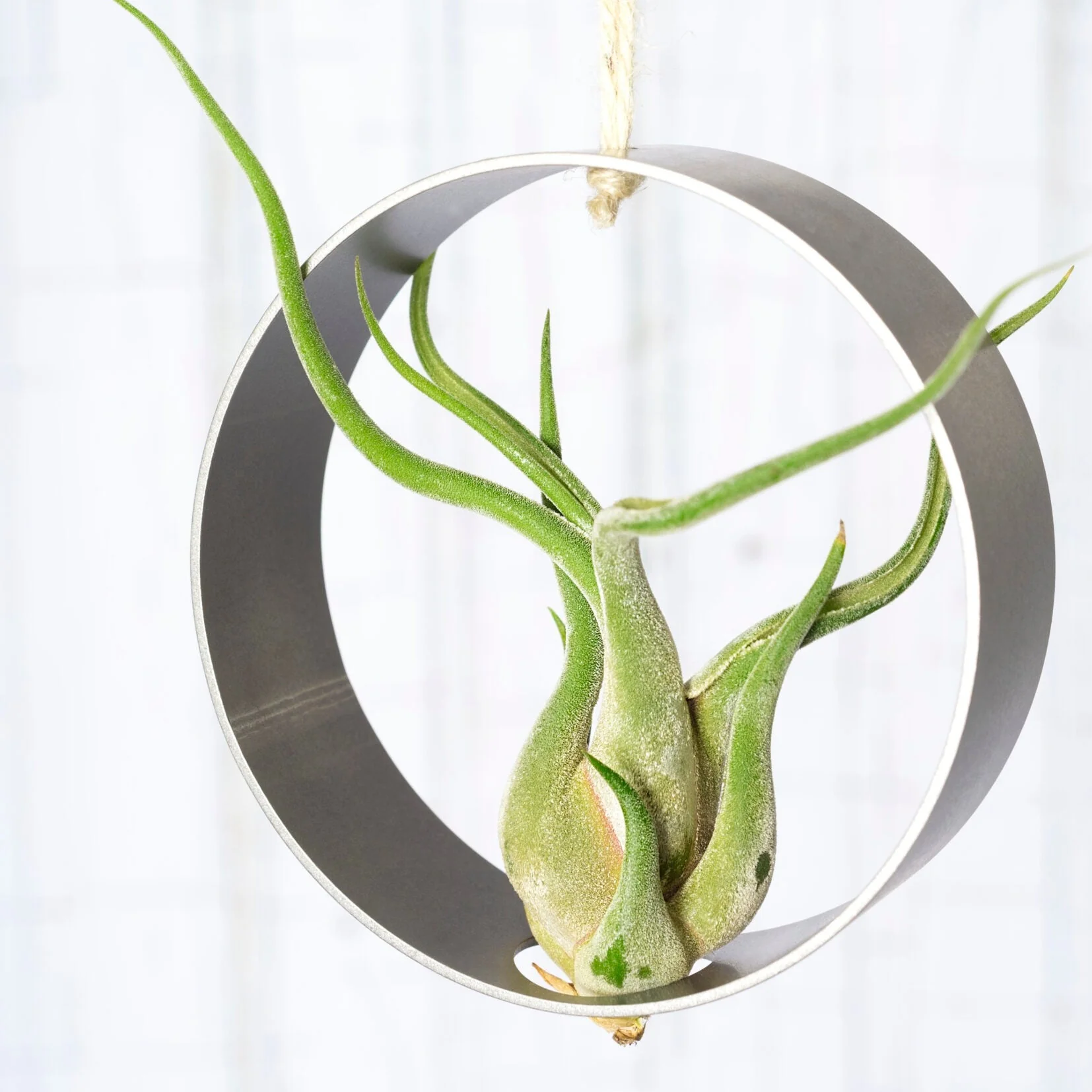 Suspension en inox 4'' pour Tillandsia – Image 2