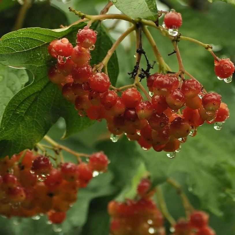 Viorne trilobée compacte - Viburnum trilobum 'Compactum'