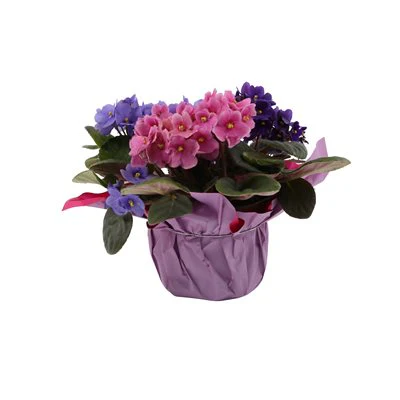 Violette africaine - Saint-paulia – Image 3