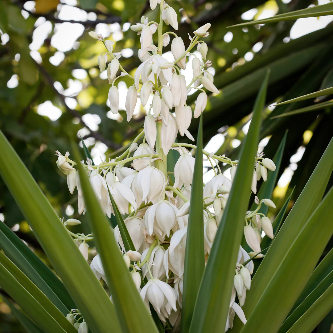 Yucca filamenteux - Yucca filamentosa